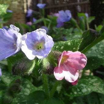 Pulmonaria longifolia