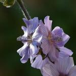 Lavatera 'Blue Bird' - Struikmalva