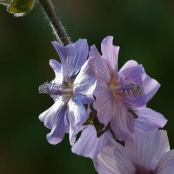 Lavatera 'Blue Bird'