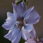 Lavatera 'Blue Bird' - Struikmalva