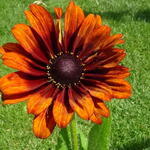 Rudbeckia 'SUMMERINA Orange' - Rode zonnehoed