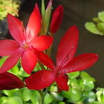 Hesperantha coccinea - Kafferlelie