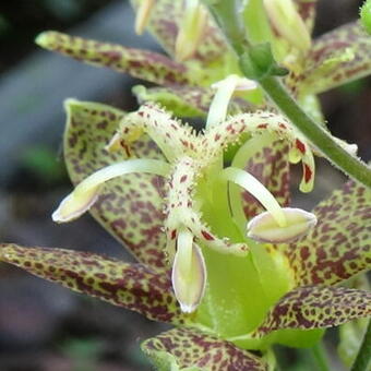 Tricyrtis latifolia