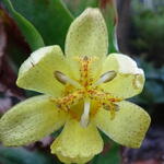 Tricyrtis ohsumiensis - Paddenlelie / armeluisorchidee