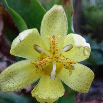 Tricyrtis ohsumiensis