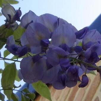 Wisteria sinensis