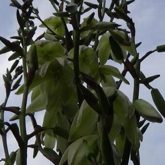 Yucca gloriosa