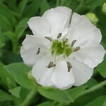 Silene uniflora - Lijmkruid/Hemelroosje - Silene uniflora