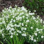 Silene uniflora - Lijmkruid/Hemelroosje