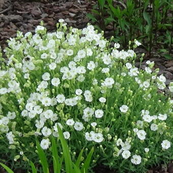 Silene uniflora