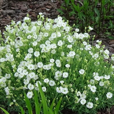 Lijmkruid/Hemelroosje - Silene uniflora