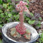 Sempervivum 'Gerbeun' - Huislook