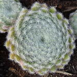 Sempervivum Arachnoideum 'Cebenese' - Spinnenwebhuislook