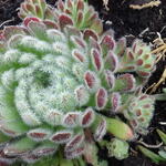 Sempervivum Arachnoideum 'Cebenese' - Spinnenwebhuislook