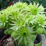 Sempervivum Arachnoideum 'Cebenese' - Spinnenwebhuislook