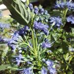 Caryopteris x clandonensis 'Blue Cloud' - Baardbloem, Blauwe spirea