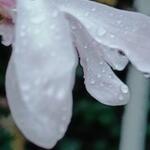 Magnolia stellata 'Rosea' - Stermagnolia