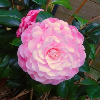 Camellia japonica 'Nuccio's Cameo'