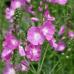 Sidalcea 'Rosanna' - Griekse malva