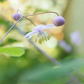 Thalictrum rochebrunianum