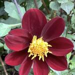 Cosmos x Dahlia 'Mexican Star' - Cosmosdahlia