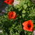 Papaver rhoeas