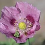 Papaver somniferum 'Single Lilac' - Slaapbol,  Klaproos