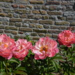 Paeonia 'Coral Sunset'  - Pioen