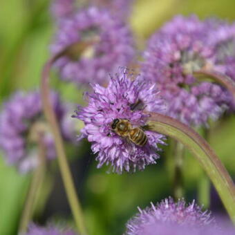 Allium senescens