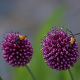 Allium sphaerocephalon