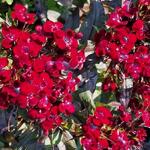 Dianthus gratianopolitanus 'Rubin' - Rotsanjer