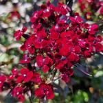 Dianthus gratianopolitanus 'Rubin' - Rotsanjer