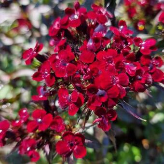 Dianthus gratianopolitanus 'Rubin'