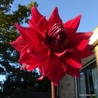 Dahlia 'Babylon Red'