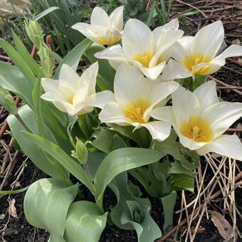 Tulipa kaufmanniana 'Johann Strauss'