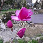 Magnolia 'Felix Jury' - Beverboom