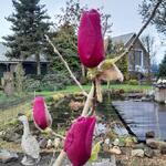 Magnolia 'Felix Jury' - Beverboom