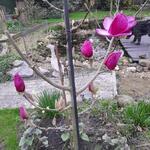 Magnolia 'Felix Jury' - Beverboom