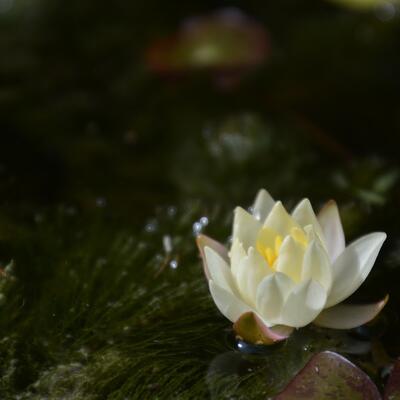 Waterlelie, dwergwaterlelie - Nymphaea 'Pygmaea Helvola'