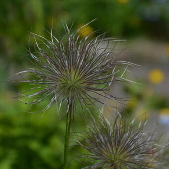 Pulsatilla vulgaris