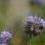 Phacelia tanacetifolia