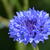 Centaurea cyanus