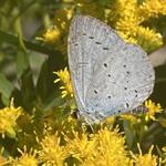 Solidago canadensis - Guldenroede