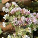 Petasites fragrans - Winterheliotroop