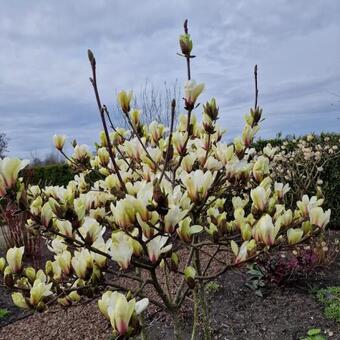 Magnolia 'Sunrise'