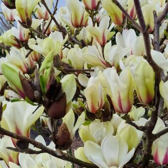 Magnolia 'Sunrise'