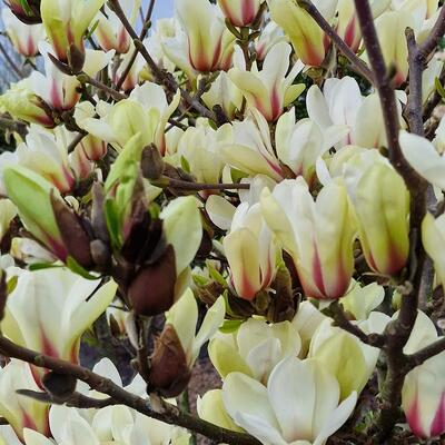 Beverboom - Magnolia 'Sunrise'