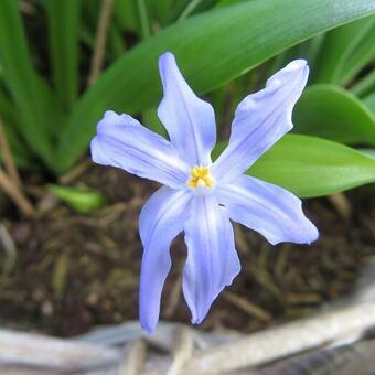 Chionodoxa luciliae