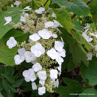 Hydrangea quercifolia ‘Harmony'