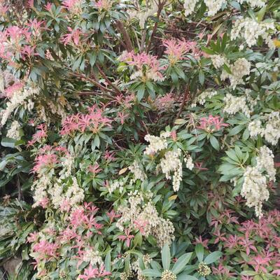 Rotsheide - Pieris 'Forest Flame'